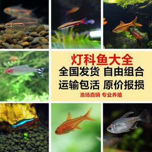 淡水小型觀賞魚什么魚最好養(yǎng)（好養(yǎng)的淡水小型觀賞魚：適合初學(xué)者或者忙碌的人士養(yǎng)殖） 祥龍藍(lán)珀金龍魚 第3張