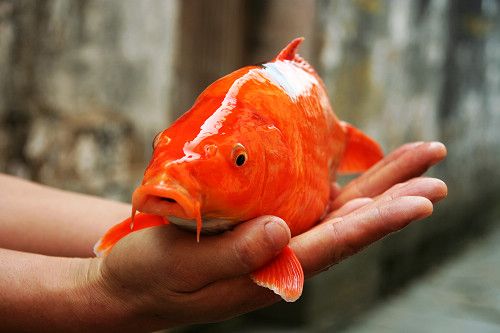 紅利魚（萬安玻璃紅鯉魚）