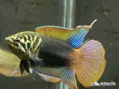 大型觀賞魚種類及價格（大型觀賞魚的價格）