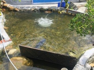 戶外觀賞魚池需要沖氧嗎（戶外觀賞魚池是否需要沖氧） 杰西卡恐龍魚 第3張