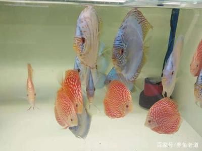 觀賞魚哪個比較好養(yǎng)一點(diǎn)（觀賞魚的水質(zhì)管理技巧與誤區(qū)） 愛龍仕 第4張