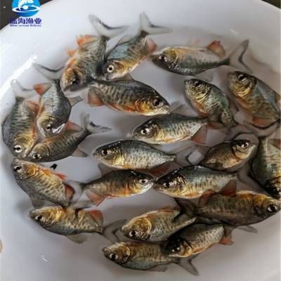 淡水鯧魚（南美亞馬遜河淡水鯧魚的起源與分布淡水鯧魚原產(chǎn)于南美亞馬遜河） 巴卡雷龍魚 第1張