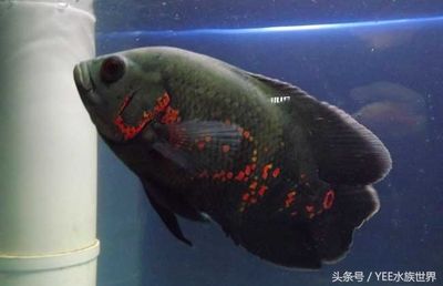 觀賞魚(yú)去哪買便宜又好（觀賞魚(yú)養(yǎng)護(hù)秘籍） 海水魚(yú) 第4張