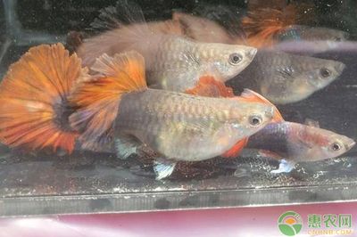 觀賞魚(yú)去哪買便宜又好（觀賞魚(yú)養(yǎng)護(hù)秘籍） 海水魚(yú) 第3張