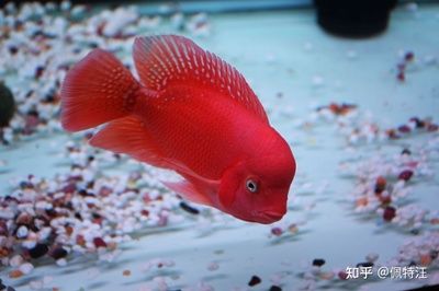 紅馬羅漢魚(yú)為何難養(yǎng)（紅馬羅漢魚(yú)為什么被認(rèn)為難養(yǎng)） 祥龍傳奇品牌魚(yú)缸 第2張