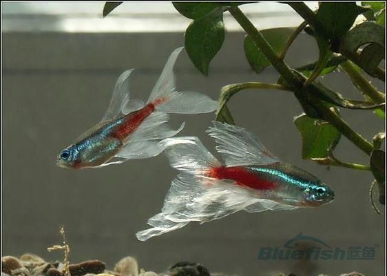 觀賞魚藍(lán)色身上帶個黑圈是什么魚?。P(guān)于觀賞魚的幾個問題）