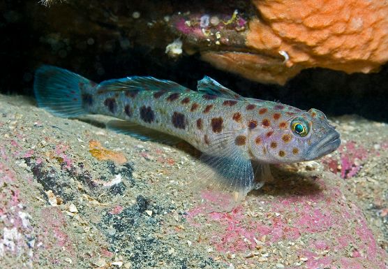 本土淡水觀賞魚種類（十大最漂亮的淡水觀賞魚十大最漂亮的淡水觀賞魚包括原生觀賞魚）