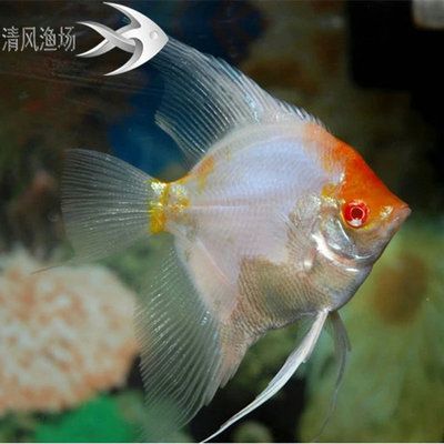 淡水大型觀賞魚有哪些品種（淡水大型觀賞魚品種及其特點(diǎn)及其特點(diǎn)及其特點(diǎn)） 雪龍魚 第3張