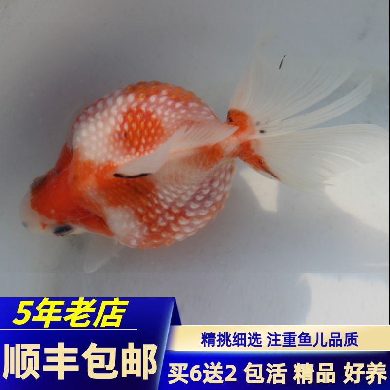 觀賞魚購(gòu)買平臺(tái)（全球觀賞魚市場(chǎng)的現(xiàn)狀與趨勢(shì)） 泰國(guó)斗魚 第3張