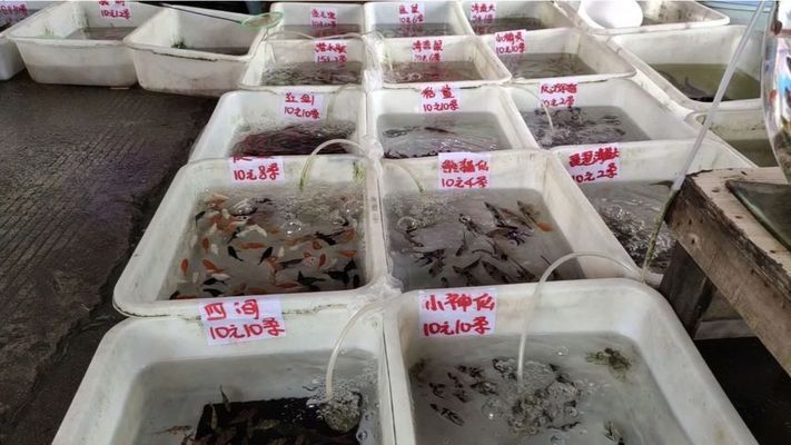 觀賞魚價(jià)格多少米是什么意思（觀賞魚價(jià)格多少米是什么意思觀賞魚價(jià)格多少米是什么意思） 龍魚麻藥（祥龍Nika） 第1張