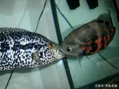 慈鯛科觀賞魚都有哪些（常見慈鯛科觀賞魚種類） 黑桃A魚 第4張