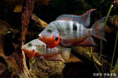 慈鯛科觀賞魚都有哪些（常見慈鯛科觀賞魚種類） 黑桃A魚 第1張