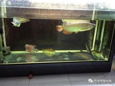 吃肉的觀賞魚（吃肉觀賞魚有哪些種類？） 大日玉鯖魚 第3張