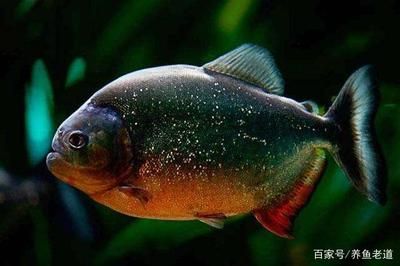 吃肉的觀賞魚（吃肉觀賞魚有哪些種類？） 大日玉鯖魚 第2張