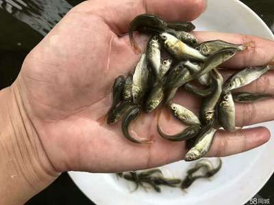 廣東觀賞魚飼料公司（廣東觀賞魚飼料品牌的生產(chǎn)工藝揭秘觀賞魚飼料市場(chǎng)的趨勢(shì)） 其他品牌魚缸 第4張