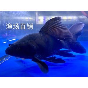 蝴蝶鯉魚苗的養(yǎng)法（蝴蝶鯉魚苗的養(yǎng)護(hù)技巧）