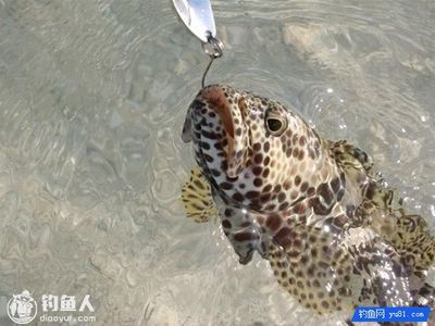 玳瑁石斑魚（玳瑁石斑魚是一種海洋生物） 鴨嘴鯊魚 第1張