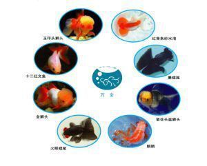 觀賞魚(yú)的文案（關(guān)于觀賞魚(yú)的養(yǎng)護(hù)秘籍）