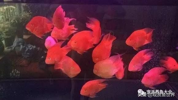 紅的觀賞魚叫什么品種（紅色的觀賞魚種類有哪些？） 七彩神仙魚 第3張