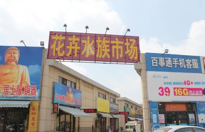 花都水族批發(fā)市場（廣州花都區(qū)水產(chǎn)品批發(fā)市場） 黑影道人魚 第1張