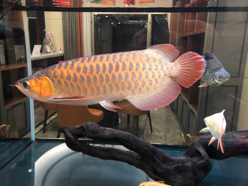 今晚把魚(yú)缸刷得一干二凈，足夠的運(yùn)動(dòng)量，爽??（今晚把魚(yú)缸刷得一干二凈） 觀賞魚(yú)論壇 第5張