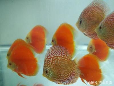 觀賞魚可以混養(yǎng)的品種（觀賞魚混養(yǎng)的常見誤區(qū)） 馬拉莫寶石魚 第4張