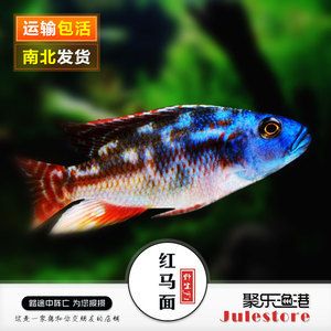 觀賞魚哪個快遞能郵（如何成功地通過快遞郵寄觀賞魚） 喂食器 第1張