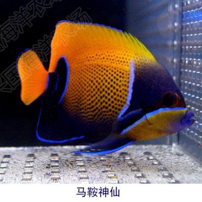 觀賞魚哪個快遞能郵（如何成功地通過快遞郵寄觀賞魚） 喂食器 第3張