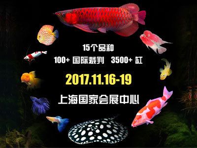 觀(guān)賞魚(yú)博覽會(huì)（2017上海國(guó)際觀(guān)賞魚(yú)博覽會(huì)觀(guān)賞魚(yú)博覽會(huì)之一）