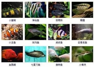 觀賞魚(yú)圖鑒（《中國(guó)原生觀賞魚(yú)圖鑒》） 電鰻 第3張