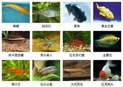 觀賞魚(yú)圖鑒（《中國(guó)原生觀賞魚(yú)圖鑒》） 電鰻 第1張