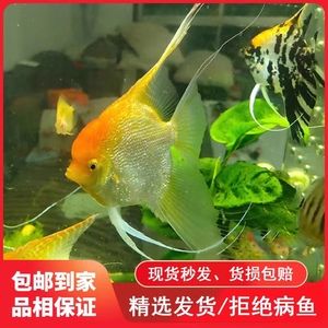 觀賞魚是否能吃蝦（如何正確的飼養(yǎng)觀賞魚） 白子關(guān)刀魚苗 第1張