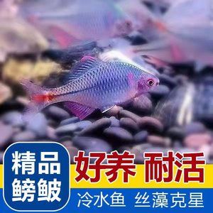 觀賞魚是否能吃蝦（如何正確的飼養(yǎng)觀賞魚） 白子關(guān)刀魚苗 第3張