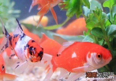 觀賞魚金魚養(yǎng)法（金魚養(yǎng)殖中的水質(zhì)管理） 夢幻雷龍魚 第3張