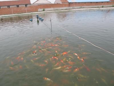 北方室外養(yǎng)什么觀賞魚（北方室外養(yǎng)殖觀賞魚需要考慮到當?shù)貧夂驐l件和適合養(yǎng)殖的魚種） 野生埃及神仙魚 第3張