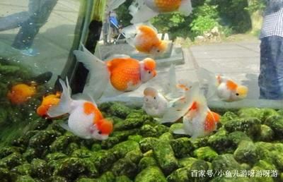 紅頭的金魚是什么魚（紅頭金魚的養(yǎng)殖技巧） 帝王血鉆 第1張