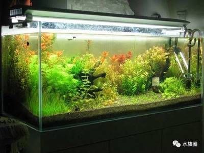 大魚缸里的魚死完后,那水裝著好還是放完好？（大魚缸水質(zhì)管理的重要性魚缸水質(zhì)管理的關(guān)鍵因素之一）