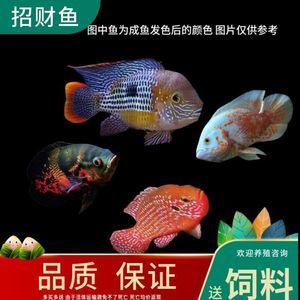 紅寶石魚怎么發(fā)色（紅寶石魚的繁殖技巧紅寶石魚的發(fā)色方法和注意事項(xiàng)） 龍魚之家