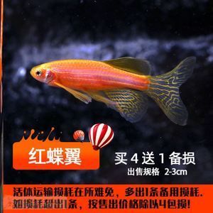 都市賣(mài)觀賞魚(yú)的小說(shuō)有哪些（海洋文學(xué)與生態(tài)保護(hù)意識(shí)海洋文學(xué)與生態(tài)保護(hù)意識(shí)海洋文學(xué)）