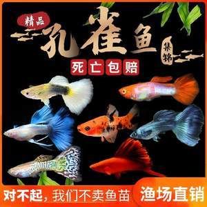 都市賣(mài)觀賞魚(yú)的小說(shuō)有哪些（海洋文學(xué)與生態(tài)保護(hù)意識(shí)海洋文學(xué)與生態(tài)保護(hù)意識(shí)海洋文學(xué)）