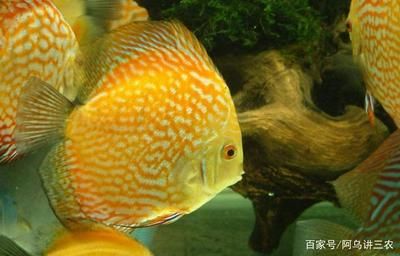 觀賞魚定義（《觀賞魚養(yǎng)殖技術(shù)》） 福滿鉆魚 第2張