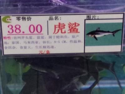 虎鯊觀賞魚可以混養(yǎng)嗎（虎鯊觀賞魚可以與多種魚類混養(yǎng)，虎鯊觀賞魚混養(yǎng)注意事項） 祥龍水族護理水 第2張