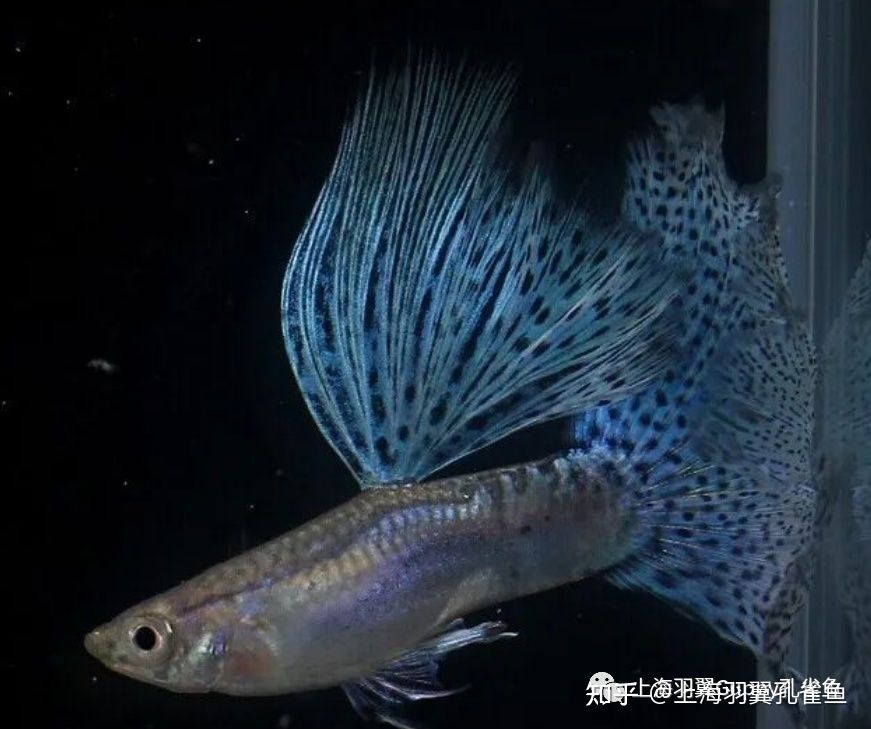 觀賞魚能郵寄嗎多少錢一只（觀賞魚可以郵寄嗎） 奈及利亞紅圓點狗頭 第3張