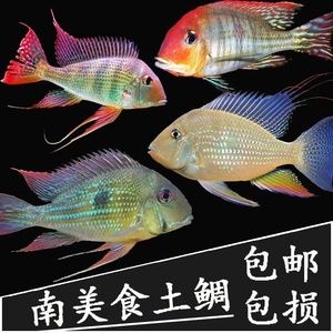 赤荔鳳冠關(guān)刀魚多大起頭（想養(yǎng)起頭的赤荔鳳冠關(guān)刀魚，你需要確保魚的大小達(dá)到10cm以上）