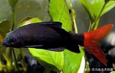 白色熱帶觀賞魚叫什么品種魚（白色熱帶觀賞魚品種）