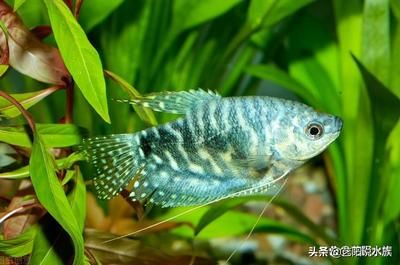 好看的觀賞魚(yú)排行圖（如何挑選觀賞魚(yú)） 喂食器 第3張