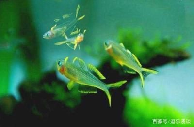 觀賞魚燕子的繁殖（關(guān)于觀賞魚燕子魚的繁殖行為和繁殖行為吸引了許多關(guān)注） 武吉美拉金龍魚 第4張