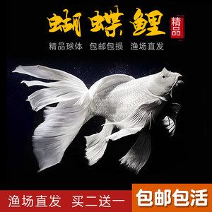 蝴蝶鯉魚苗（蝴蝶鯉魚的飼養(yǎng)技巧）