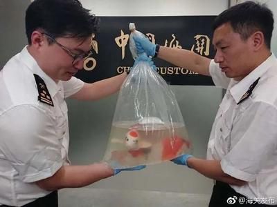 觀賞魚能郵寄嗎（觀賞魚可以郵寄嗎？） 野彩魚 第4張