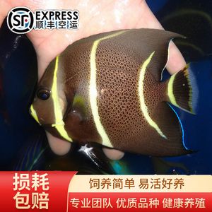 海南海水觀賞魚好養(yǎng)嗎現(xiàn)在怎么養(yǎng)（海南海水觀賞魚的養(yǎng)護(hù)秘籍想要養(yǎng)好海水觀賞魚的秘籍） iwish愛唯希品牌魚缸 第1張